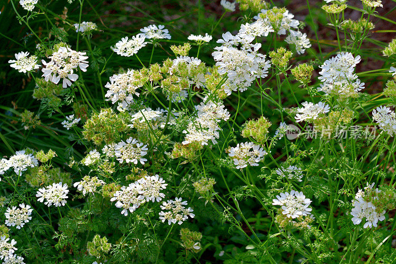 桔梗花/白色蕾丝花:白色蕾丝圆盘状花